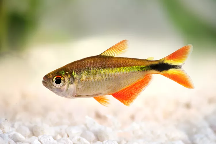 Buenos Aires Tetra